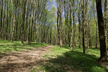 Green deciduous forest on a sunny day.