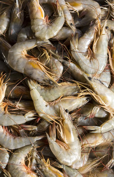 background of the large fresh shrimp seafood