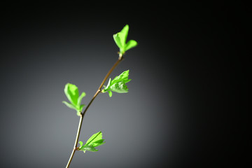 Fototapeta na wymiar Young foliage on twig, on grey background