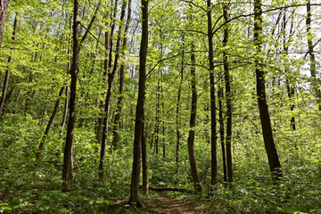 Obraz premium Green deciduous forest on a sunny day.