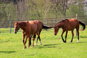 Obraz premium Chevaux en pâturage.