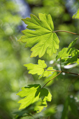 Fototapeta na wymiar Young green leaves of maple in sunny day.