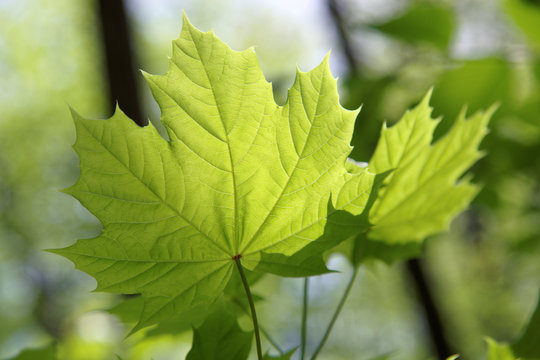 Young leaves of maple in sunny day.