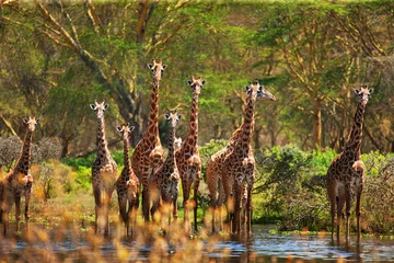 Zelfklevend Fotobehang Giraf giraffe