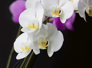 Obraz premium Orchids