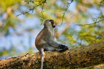 macaque