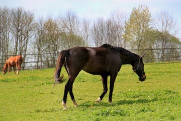 Chevaux en p&acirc;turage.