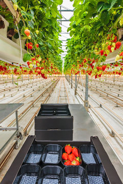 Industrial growth of strawberries in a greenhouse