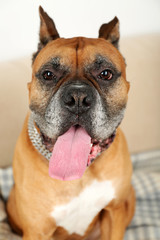 Cute dog sitting on sofa, on home interior background