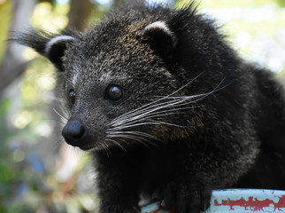 The Little Bearcat looking for foods at Khao Keaw open zoo