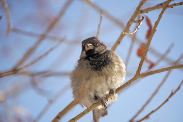 sparrow