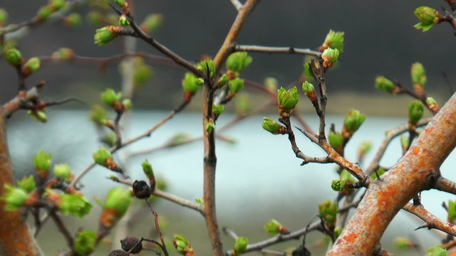 first spring buds
