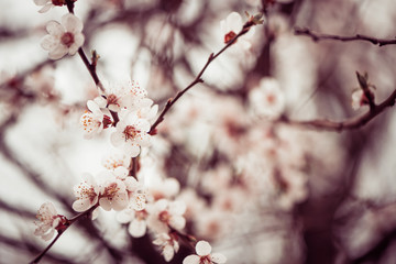 spring cherry flowers