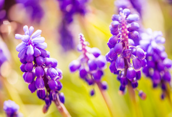 violet spring flowers