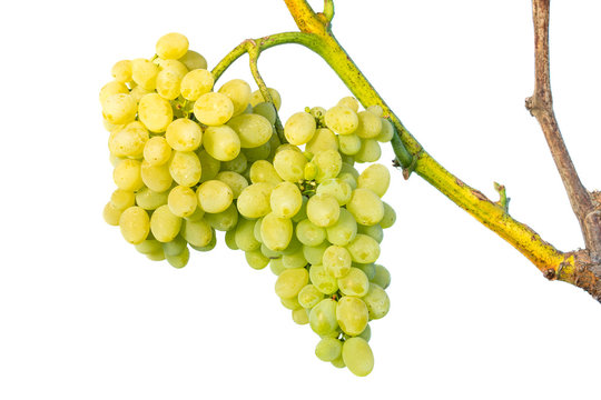 Cluster of white grapes on vine