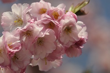 kirschblüte 77