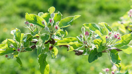 Obstblüte im Frühling