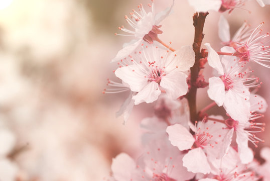 Blooming mirabelle plum tree with warm pink filter