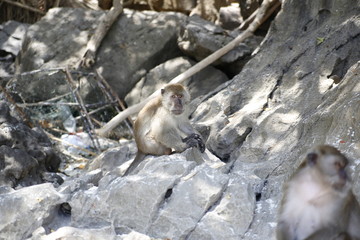 Monkey in the island