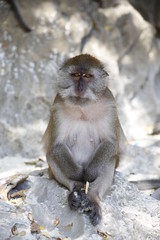 Monkey in the island