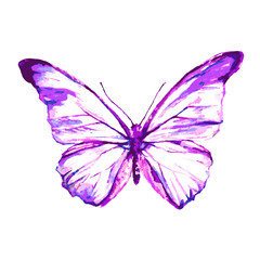 butterflies design