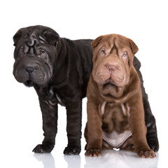 black and brown shar-pei puppies