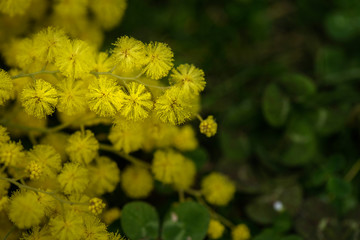Mimosa Flowers