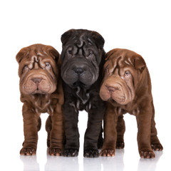 three shar-pei puppies on white