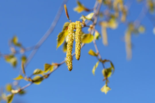 Birkenk&auml;tzchen in der Bl&uuml;te, Birke bl&uuml;ht, Vorsicht f&uuml;r Allergiker, Pollenflug 