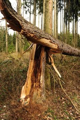 Broken tree