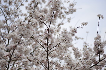  Cherry Blossoms