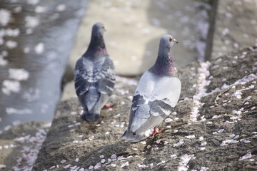 Pigeon bird cherry blossom