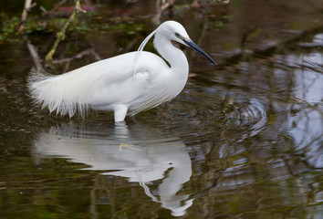 Little egret (Egretta garzetta) in the mirror