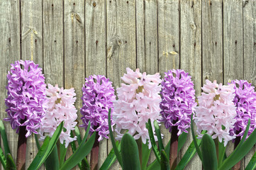 pink and lilac hyacinth
