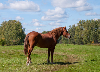 Fototapeta premium Dark bay horse in a meadow