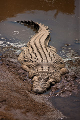crocodile