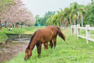 Naklejka premium equine standing with green grass, horse in outdoor view
