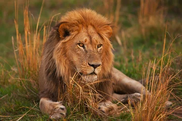 Photo sur Plexiglas Anti-reflet Lion lion