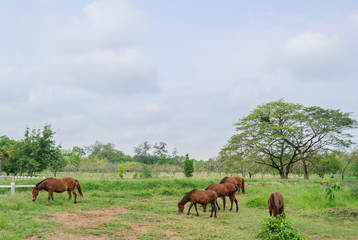 Fototapeta na wymiar horses on landscape view and on a farm with green grass,