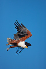 eagle