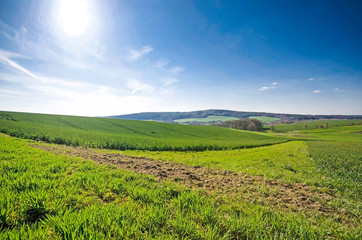 Fototapeta na wymiar Landwirtschaft, grüne Felder - Sonne