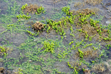 Green Caviar (Caulerpa lentillifera) in nature