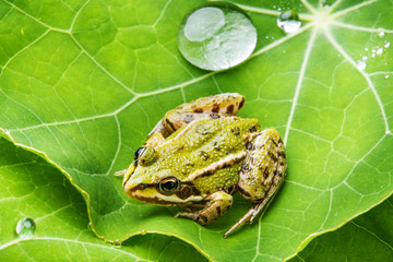 Obraz premium rana esculenta - common european green frog on a dewy leaf
