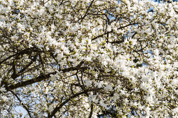 White Magnolia Flowers In Spring