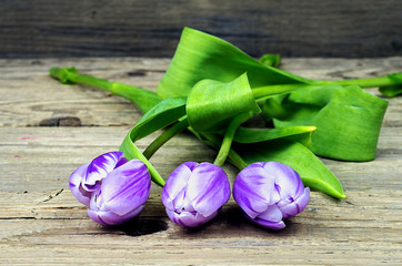 Obraz na płótnie Canvas Three purple white tulips