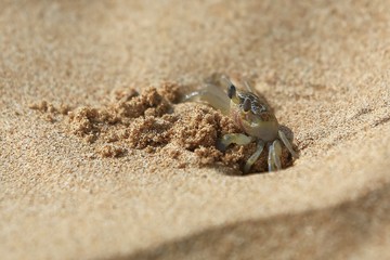 Cancer on the sand of the Indian Ocean, in a natural environment