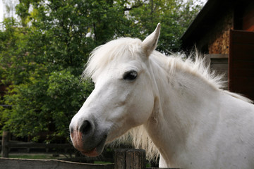 Obraz premium Sideview headshot of a gray pony horse