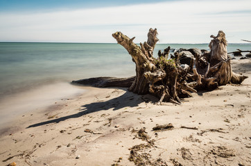 Korzeń drzewa na plaży