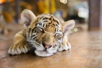 Papier Peint photo Tigre petit tigre endormi
