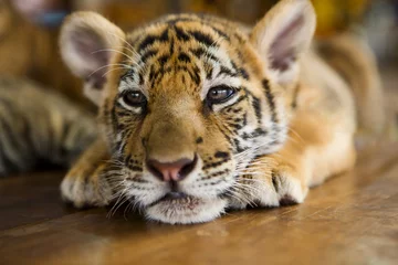 Photo sur Plexiglas Tigre Mignon petit bébé tigre allongé sur un plancher en bois